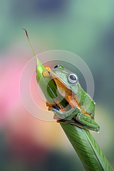 Flying green tree frog on a leaf