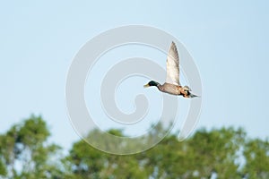 Flying greenhead