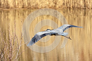 Flying grey heron bird