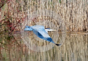 Flying grey heron bird