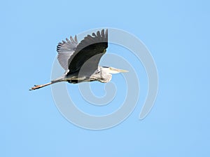 Flying grey heron bird