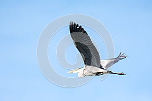 Flying grey heron bird