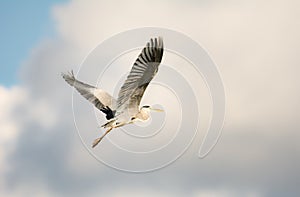 Flying grey heron bird