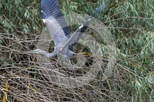 Flying grey hiron