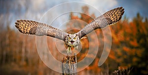 Grey Horned Owl