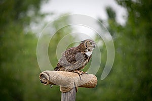 Grey Horned Owl