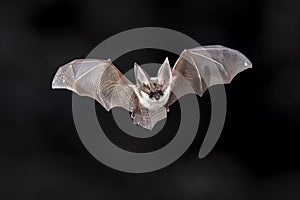 Flying Grey long eared bat