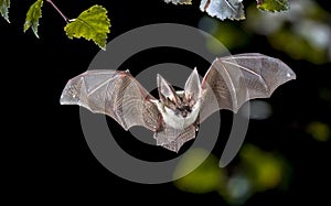 Flying Grey long eared bat in forest