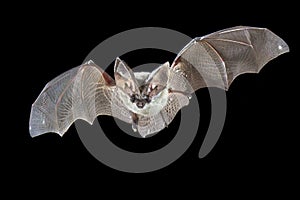 Flying Grey long eared bat photo