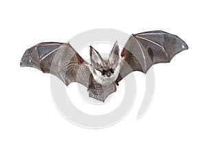 Flying Grey long eared bat isolated on white background