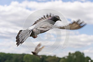 A flying grey pigeon against a blue sky background