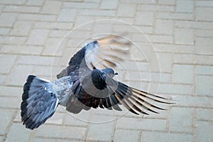 Flying grey Turkish Tumbler pigeon flies its wings. Motion view
