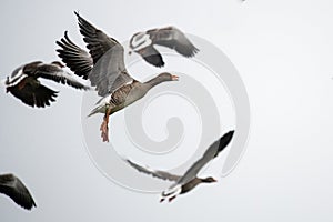 Flying greylag geese crossing the mud flats of the Northsea