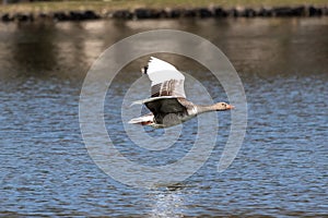 The flying greylag goose, Anser anser is a species of large goose