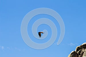 Flying griffon vulture near Salto del Gitano, Spain photo