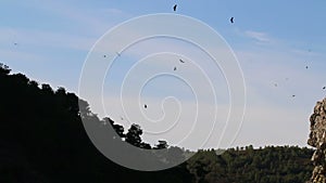 Flying griffon vultures near Salto del Gitano, Spain