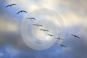 Flying group of seagulls