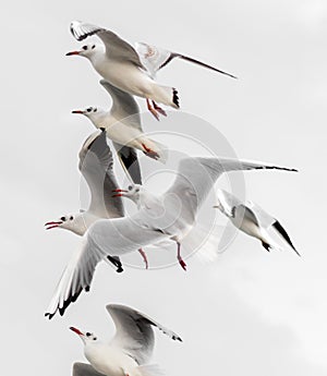 Flying group seagulls on sky background .