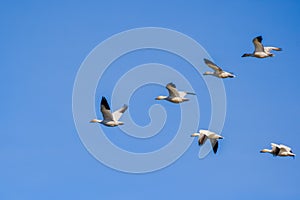A flying group of Snow Geese Chen caerulescens photo