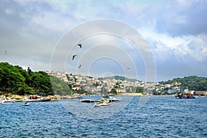 Flying Gulfs Over Harbour in Hvar