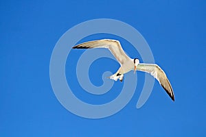 Flying Gull