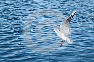 Flying gull above the lake, Dinton Pastures Country Park, reading, berkshire, south of england photo