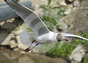 Flying Gull