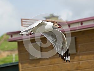 Flying Gull