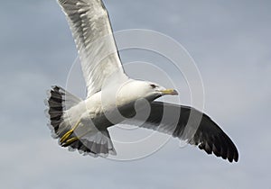 Flying Gull