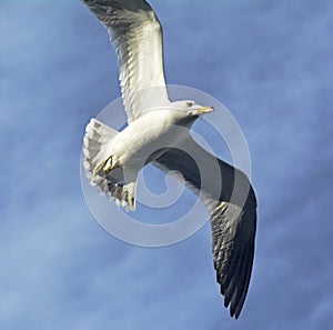 Flying Gull