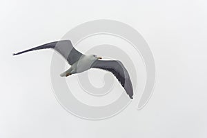 Flying gull on a background of white-grey sky.