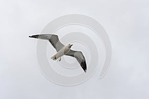 Flying gull on a background of white-grey sky.