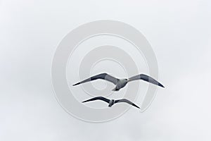 Flying gull on a background of white-grey sky.