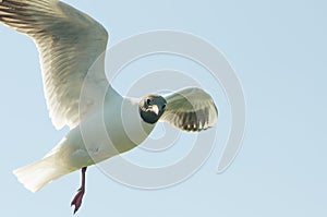 Flying gull (mew, seagull)