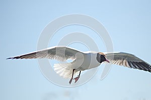 Flying gull (mew, seagull)