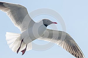 Flying gull (mew, seagull)