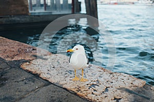 Flying gull in Milan, Italy photo