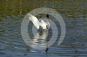 Flying Gull