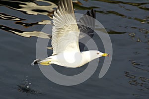 Flying Gull