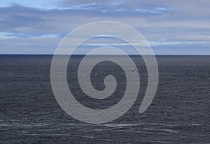 Flying gull over the Atlantic ocean