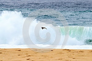 Flying gull over rolling waves along the Costa de Santo Andre, Sines, Portugal photo