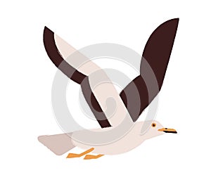 Flying gull with wings up flat vector illustration. Marine seagull. Wildlife fauna species. Cute winged creature. Wild