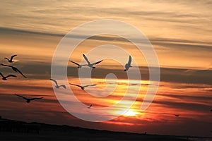 Flying gulls against darking sky, Ameland, Holland photo