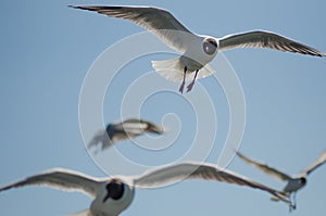 Flying gulls (mews, seagulls) photo