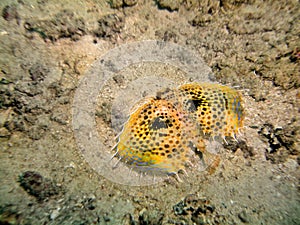 Flying Gurnard