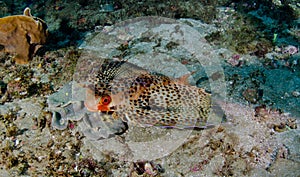 Flying Gurnard