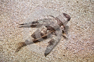 Flying gurnard (Dactylopterus volitans).