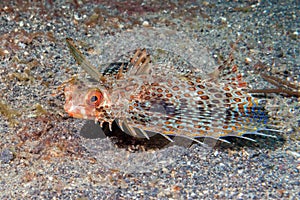 Flying gurnard Dactylopterus volitans fish underwater