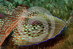 Flying Gurnard Fish