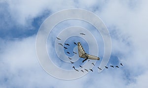 Flying hang gliders with a stork flock